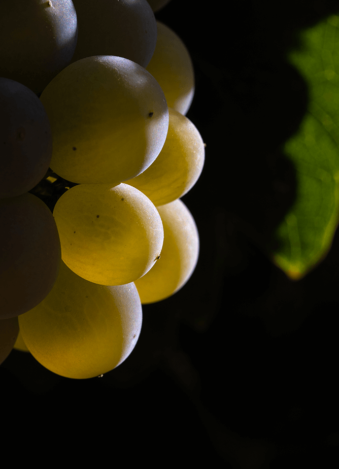 La uva verdejo ofrece mil matices aromáticos