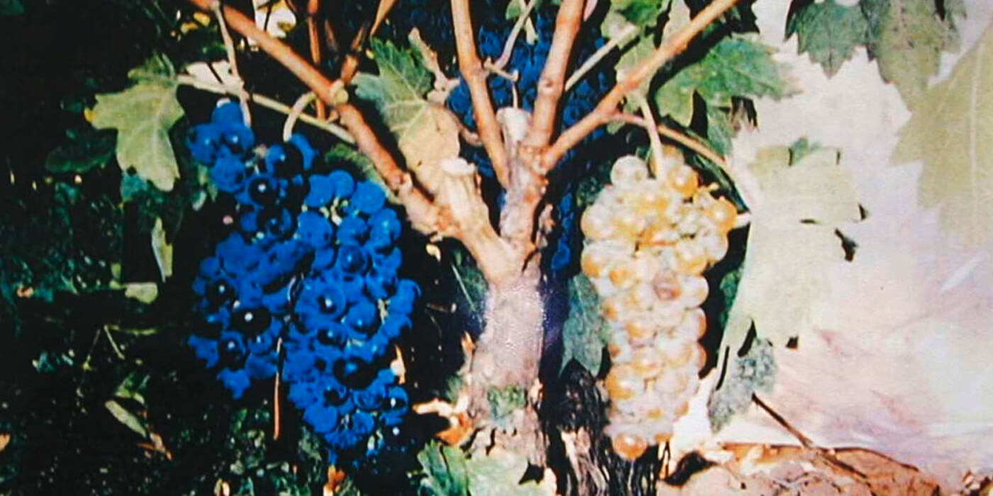 Racimo de tempranillo blanco en la cepa original de la mutación, propiedad del viticultor Jesús Galilea, de Murillo de Río Leza